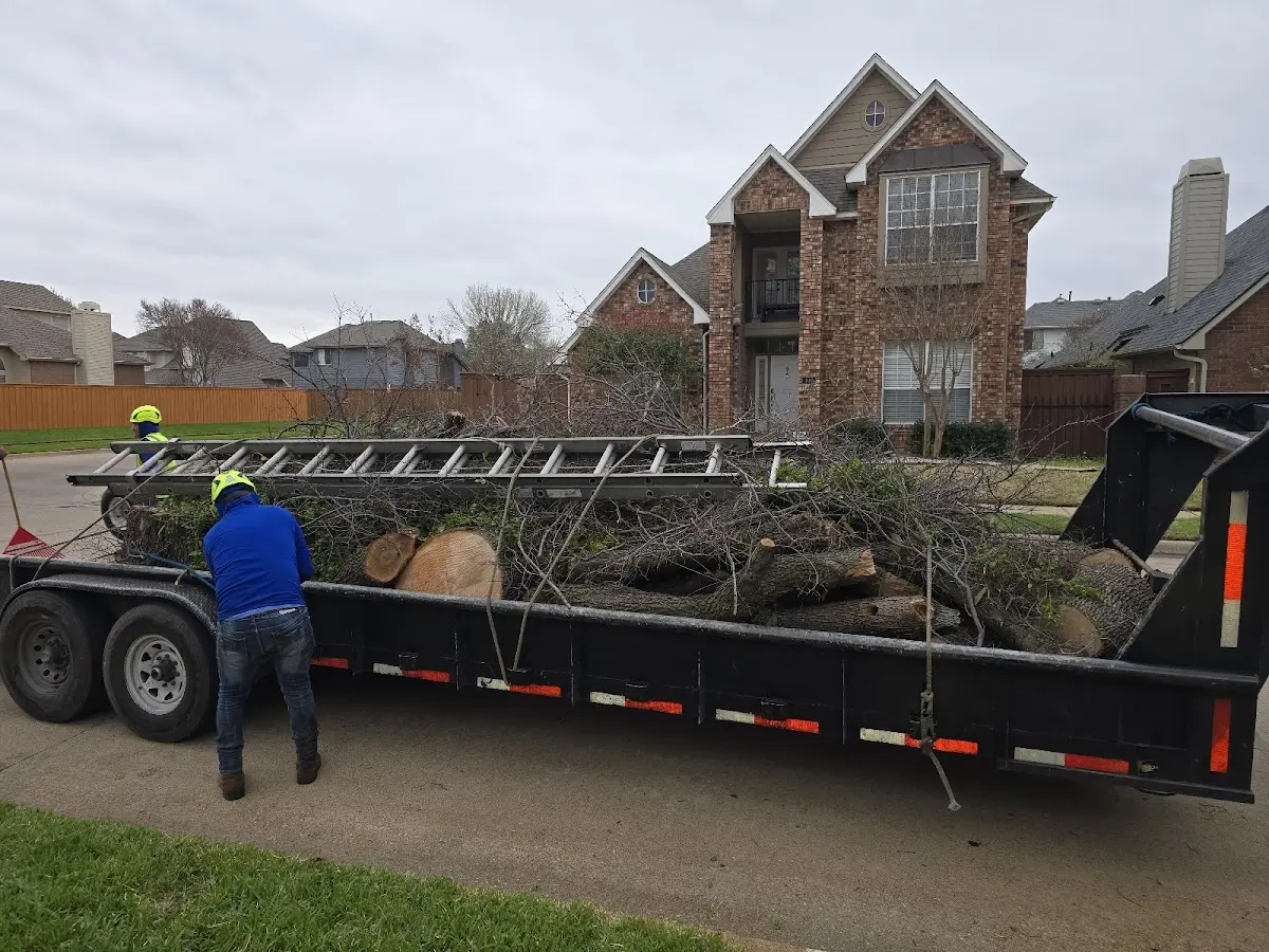Expert Tree Pest Control with proper safety equipment in Cedarcreek